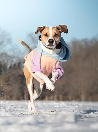 Atlas running through the snow